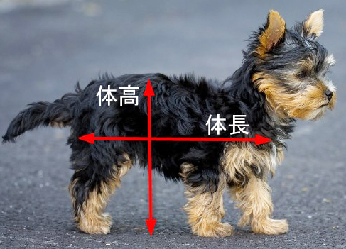 犬のサイズ
